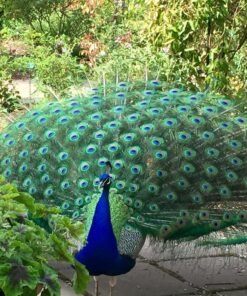 Peafowl