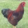 Black Laced Red Wyandotte Chicken