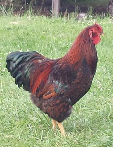 Black Laced Red Wyandotte Chicken