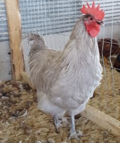 Lavender Orpington Chicken (Male)