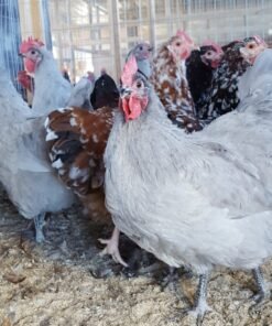 lavender orpington chickens