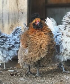 Frizzle Easter Egger Chicken