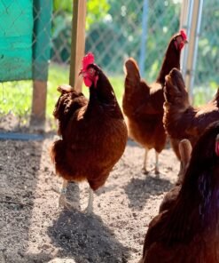 Buy Rhode Island Red Chicken Hen Online - poultry Paradise