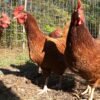 Buy Rhode Island Red Chicken Hen Online