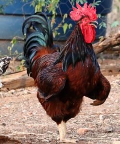 Rhode Island Reds Chickens