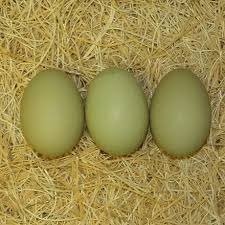 Olive Egger Hatching Eggs