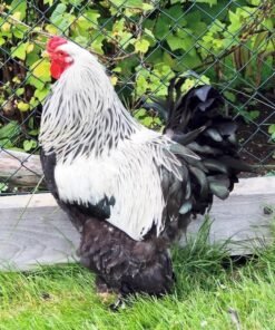 dark brahma chicken