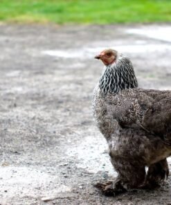 Brahma Chickens For Sale