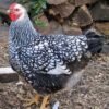 Silver Laced Wyandotte Chicken | Chicks, Hens & Roosters for Sale