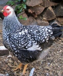 Silver Laced Wyandotte Chicken | Chicks, Hens & Roosters for Sale