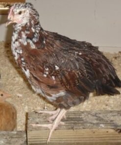 Buy Speckled Sussex Pullets Online