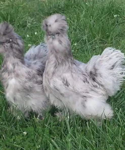 Buy Splash Silkie Chicken Bantam Online