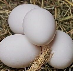 Grey Rooster Eggs