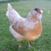 Buy Easter Egger Bantam