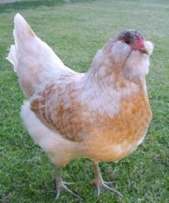Buy Easter Egger Bantam