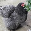 Buy Blue Cochin Bantam