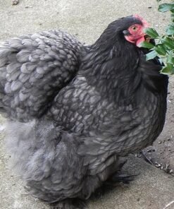 Buy Blue Cochin Bantam