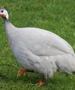 Guinea Fowl for Sale