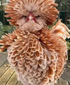 Polish Chickens For Sale​